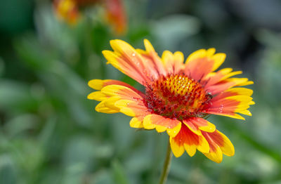 Close-up of yellow flower