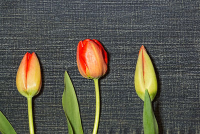 Close-up of tulips on table