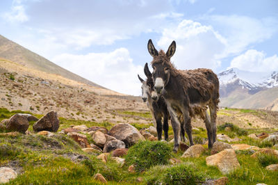 View of a horse on rock