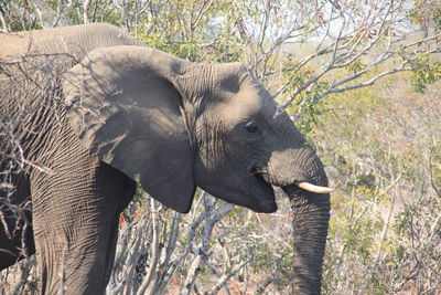 Close-up of elephant in forest