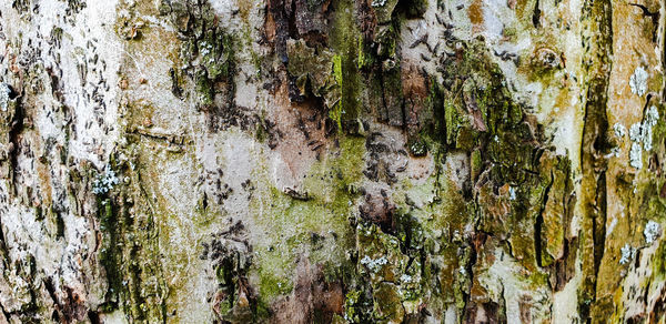 Full frame shot of tree trunk