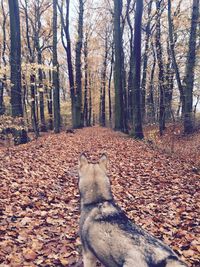 Fallen leaves on tree trunk