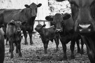 Cows standing in field