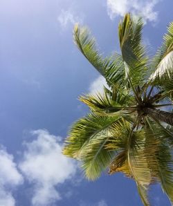 Low angle view of palm trees against blue sky