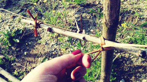 Cropped image of hand holding plant