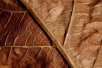 Full frame shot of brown leaf