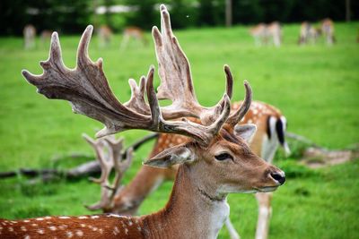 Close-up of deer on field