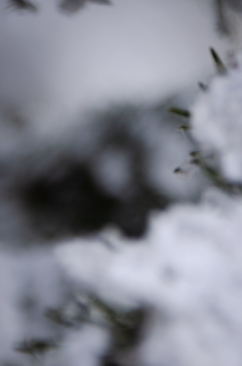 Walks around the city at the time of Advent are always beautiful .. scents, lights, happy people, but what makes me even happier are the trees decorated with snow .. although I know it's not real, I feel that the atmosphere is complete .. ☺ PBW_ABSTRACT Photo_boom_wednesday Defocused Winter Cold Temperature Backgrounds Full Frame Snow Close-up