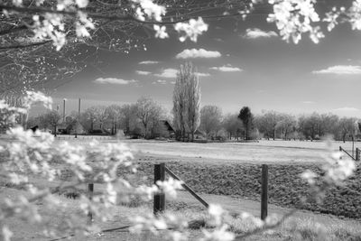 Trees on field against sky during winter
