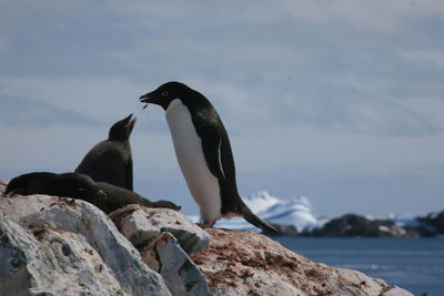 Bird perching on rock against sea