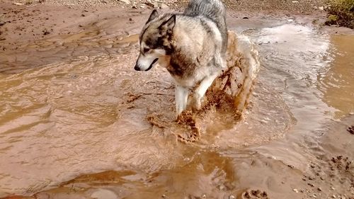 High angle view of horse in water