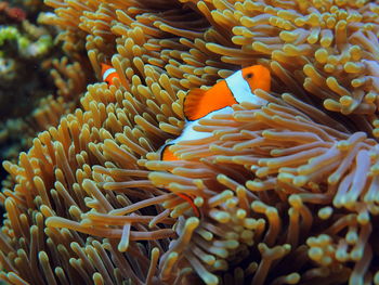 Clownfish near anemone at raja ampat