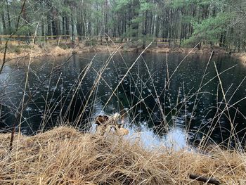 View of dry plants on land in a lake