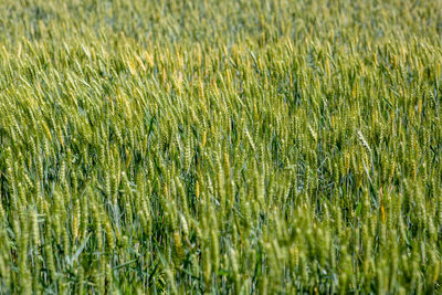 A young wheat field still green