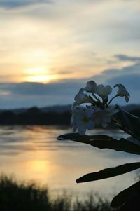 Close-up of flowers against sky at sunset