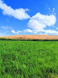 Scenic view of agricultural field against sky