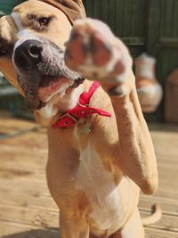 Close-up of dog outdoors