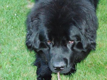 Close-up portrait of black labrador on grass