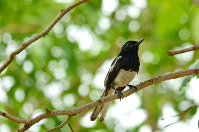 Low angle view of bird perching on branch