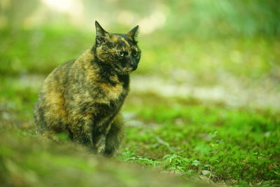 A tortoiseshell cat sitting in japanese garden at fresh green season