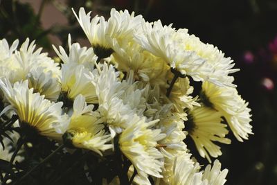 Close-up of white flowering plant