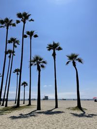 palm tree