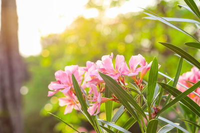 Close-up of pink flowering plant