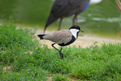 Bird on a field