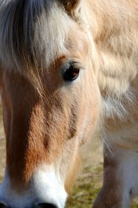 Close-up portrait of horse