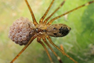 Close-up of insect on leaf