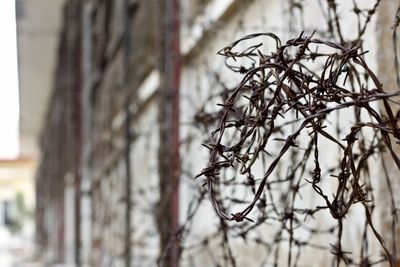 Close-up of dried plant