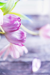 Close-up of pink flower