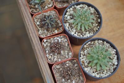 High angle view of potted plants on table