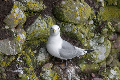 High angle view of seagull on rock