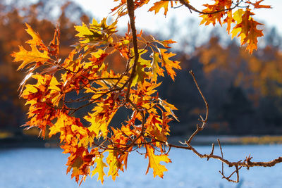 Close-up of maple leaves against sky