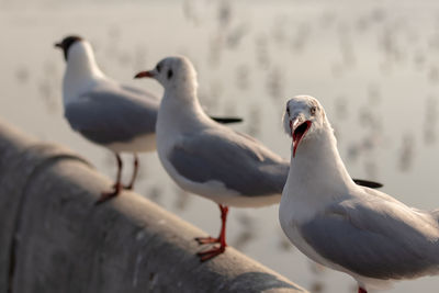 Close-up of seagulls perching on railing in row