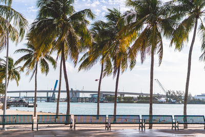 Palm trees on beach against sky