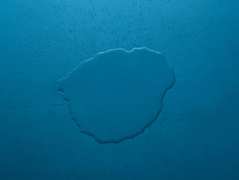 Close-up of jellyfish swimming in sea