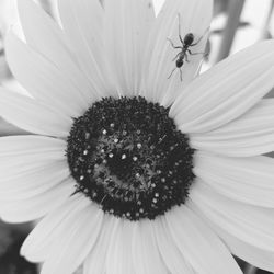 Close-up of honey bee on white flower
