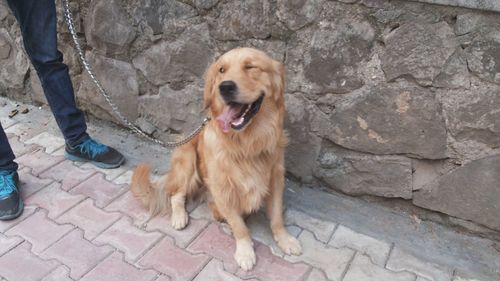 Portrait of golden retriever standing on footpath