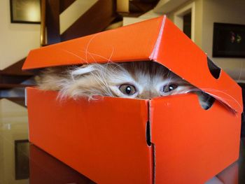 Close-up portrait of cat hiding in box