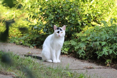 Portrait of white cat on green plants