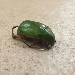 High angle view of insect on sand