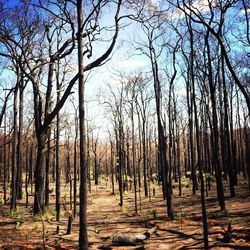 Bare trees against sky