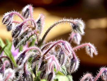 Close-up of thistle flowers