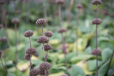 Close-up of flowers against blurred background