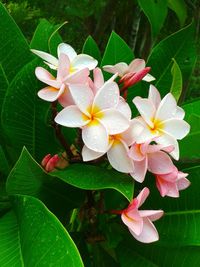 Close-up of flowers blooming outdoors