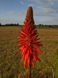 Close-up of red flower on field against sky