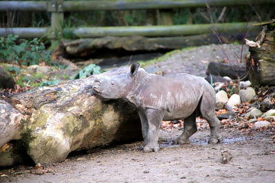 Breitmaulnashorn willi. wide mouth rhino willi