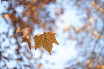 Low angle view of maple leaf on tree